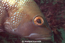 Black Sea Bass on the sand on the way to the Big Coral Kn... by Michael Kovach 